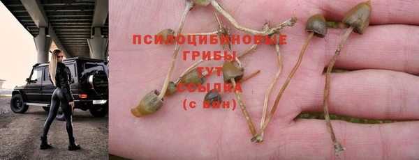 ГАЛЛЮЦИНОГЕННЫЕ ГРИБЫ Дмитров